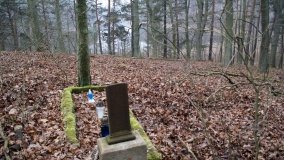 Bobrowa stołówka, czyli Rezerwat Jeziora Czarnego - zdjęcie 39