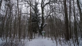 Leśna ścieżka Nadleśnictwa Miradz w zimowej szacie - zdjęcie 3