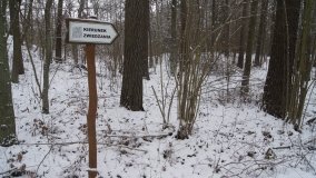 Leśna ścieżka Nadleśnictwa Miradz w zimowej szacie - zdjęcie 5