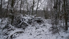 Leśna ścieżka Nadleśnictwa Miradz w zimowej szacie - zdjęcie 6