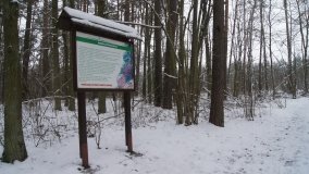 Leśna ścieżka Nadleśnictwa Miradz w zimowej szacie - zdjęcie 12