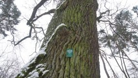 Leśna ścieżka Nadleśnictwa Miradz w zimowej szacie - zdjęcie 13