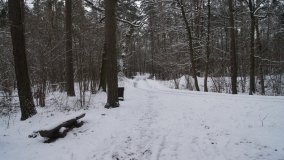 Leśna ścieżka Nadleśnictwa Miradz w zimowej szacie - zdjęcie 14