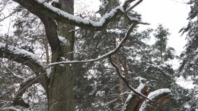 Leśna ścieżka Nadleśnictwa Miradz w zimowej szacie - zdjęcie 15