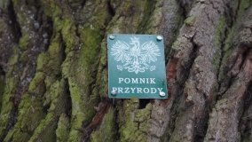 Leśna ścieżka Nadleśnictwa Miradz w zimowej szacie - zdjęcie 17