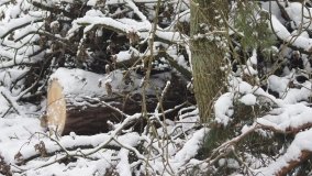 Leśna ścieżka Nadleśnictwa Miradz w zimowej szacie - zdjęcie 18