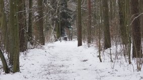 Leśna ścieżka Nadleśnictwa Miradz w zimowej szacie - zdjęcie 19