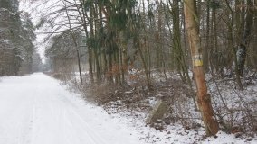 Leśna ścieżka Nadleśnictwa Miradz w zimowej szacie - zdjęcie 26