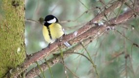 Leśna ścieżka Nadleśnictwa Miradz w zimowej szacie - zdjęcie 30