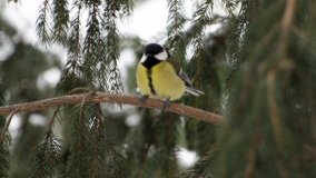 Leśna ścieżka Nadleśnictwa Miradz w zimowej szacie - zdjęcie 31