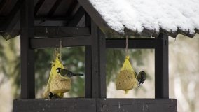 Leśna ścieżka Nadleśnictwa Miradz w zimowej szacie - zdjęcie 32