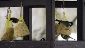 Leśna ścieżka Nadleśnictwa Miradz w zimowej szacie - zdjęcie 33