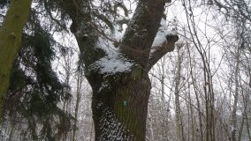 Leśna ścieżka Nadleśnictwa Miradz w zimowej szacie - zdjęcie 34