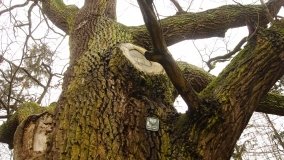 Eklektyczny pałac rodziny von Tcheppe w Broniewicach  - zdjęcie 6