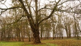 Eklektyczny pałac rodziny von Tcheppe w Broniewicach  - zdjęcie 12