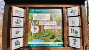 Pałac w Radojewie połączony osią widokową z pałacem w Owińskach - zdjęcie 12