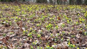 Pałac w Radojewie połączony osią widokową z pałacem w Owińskach - zdjęcie 13
