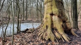 Pałac w Radojewie połączony osią widokową z pałacem w Owińskach - zdjęcie 15