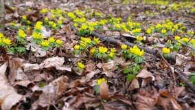 Pałac w Radojewie połączony osią widokową z pałacem w Owińskach - zdjęcie 16