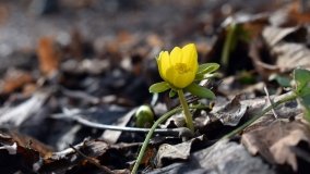 Pałac w Radojewie połączony osią widokową z pałacem w Owińskach - zdjęcie 17