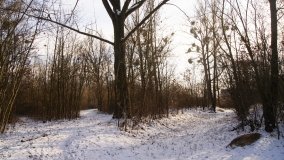 Pałac Józefa Leclercq’a w Sukowach - zdjęcie 12