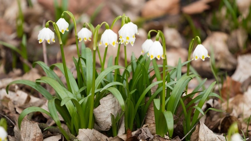 „Śnieżycowy Jar” - zdjęcie 1