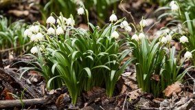 „Śnieżycowy Jar” - zdjęcie 2