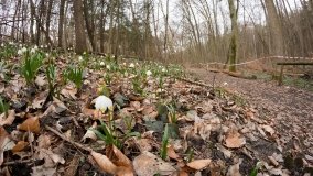 „Śnieżycowy Jar” - zdjęcie 4