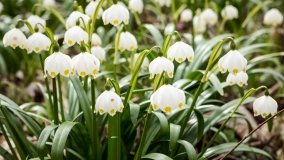 „Śnieżycowy Jar” - zdjęcie 5