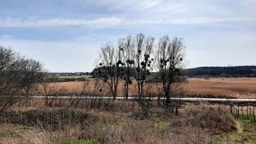 Ścieżka dydaktyczna nad „Morasiem” w Skokach - zdjęcie 16