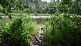 Zielona ścieżka, która da ukojenie! - zdjęcie 2