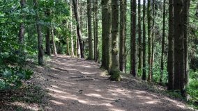 Zielona ścieżka, która da ukojenie! - zdjęcie 5