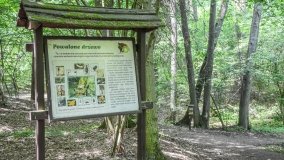 Zielona ścieżka, która da ukojenie! - zdjęcie 6