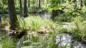 Zielona ścieżka, która da ukojenie! - zdjęcie 9