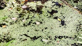 Zielona ścieżka, która da ukojenie! - zdjęcie 10