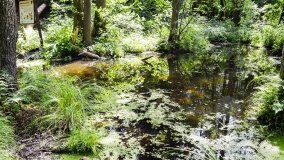 Zielona ścieżka, która da ukojenie! - zdjęcie 11