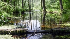 Zielona ścieżka, która da ukojenie! - zdjęcie 12