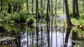 Zielona ścieżka, która da ukojenie! - zdjęcie 14