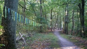 Matka Boża z Siernik... w ostoi leśnej - zdjęcie 11