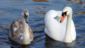 Jezioro Gopło – historyczne Morze Polaków  - zdjęcie 9