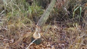 Odkrywamy Jezioro Kowalskie - zdjęcie 21