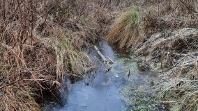 Jezioro Biskupice Lewe, czyli w Dolinie Cybiny - zdjęcie 4