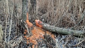 Jezioro Biskupice Lewe, czyli w Dolinie Cybiny - zdjęcie 13