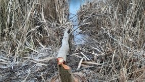 Jezioro Biskupice Lewe, czyli w Dolinie Cybiny - zdjęcie 14