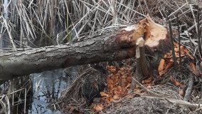 Jezioro Biskupice Lewe, czyli w Dolinie Cybiny - zdjęcie 18