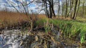 Urokliwe Jezioro Maciejak - zdjęcie 10