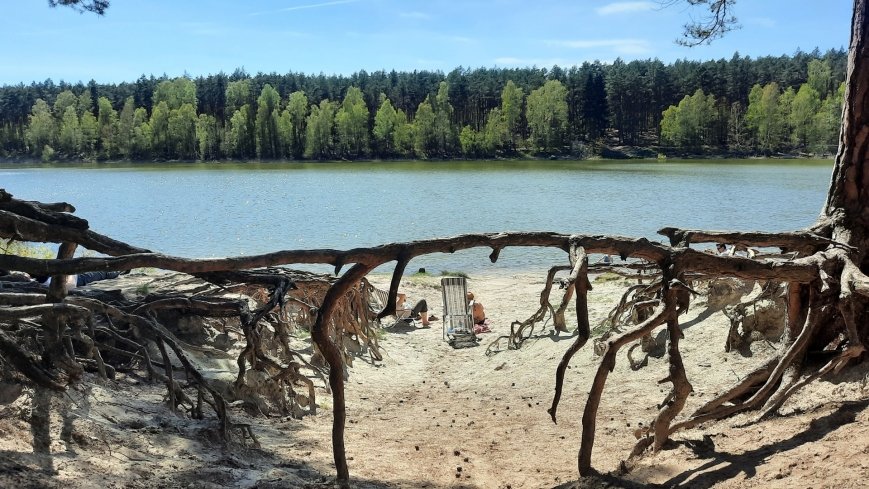 Jezioro Miejskie, ogromne sosny i… Floryda  - zdjęcie 1