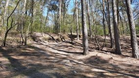 Jezioro Miejskie, ogromne sosny i… Floryda  - zdjęcie 4