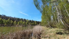 Jezioro Miejskie, ogromne sosny i… Floryda  - zdjęcie 10