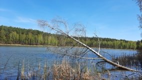 Jezioro Miejskie, ogromne sosny i… Floryda  - zdjęcie 11